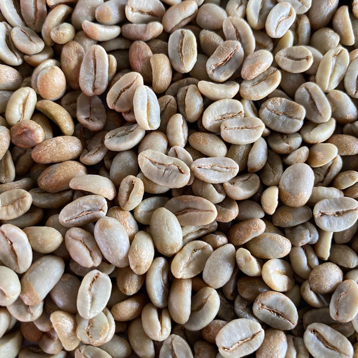 Specialty bean