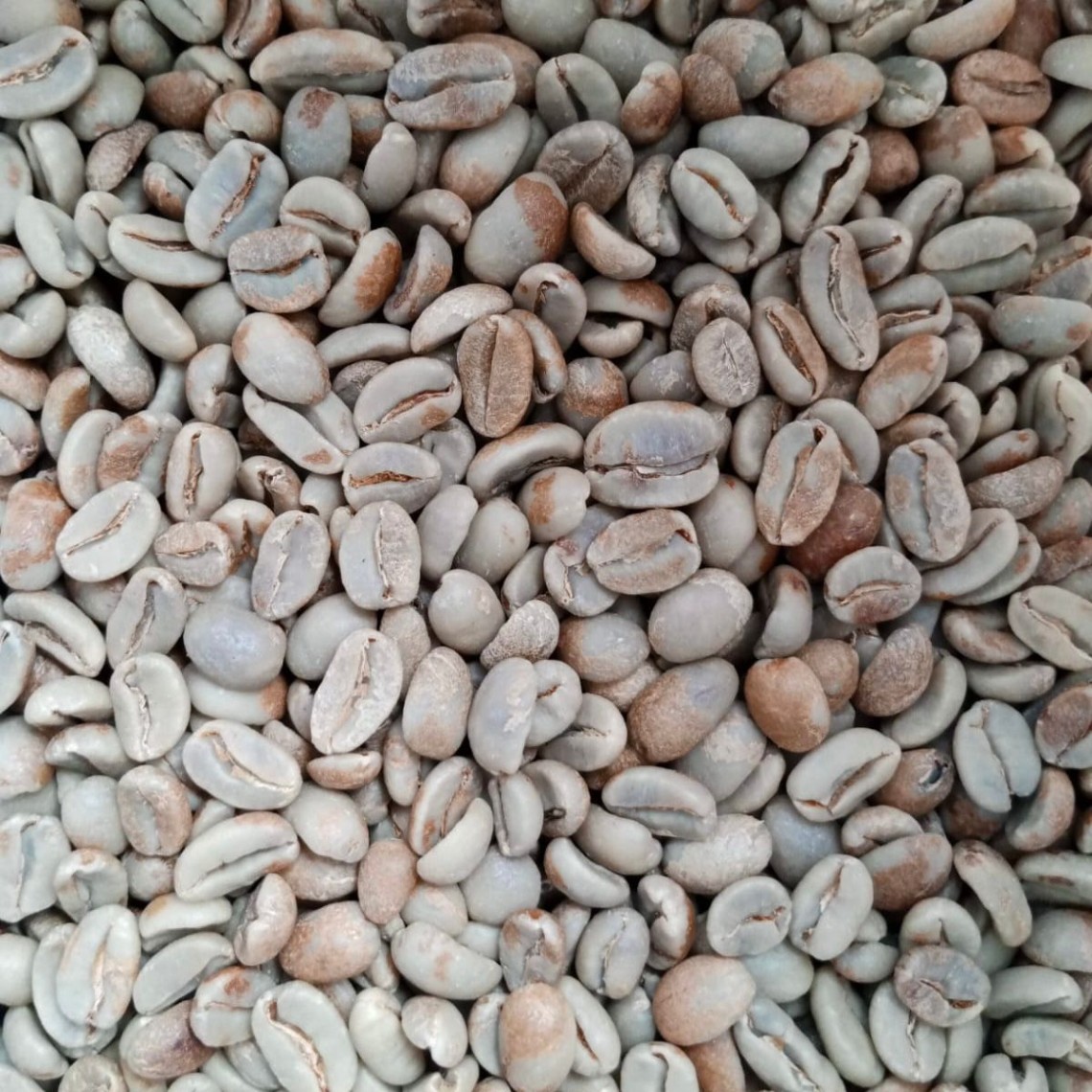 Specialty bean